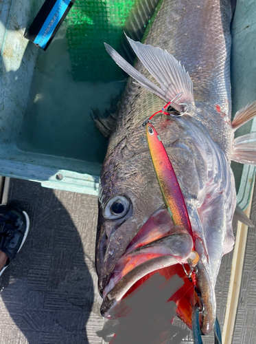 オオニベの釣果