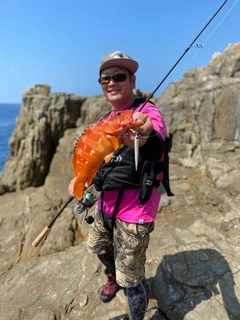 アカハタの釣果