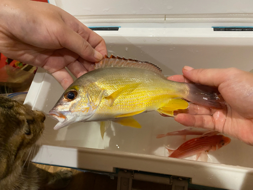 釣果一覧】奄美大島で釣れたアマミフエフキ - アングラーズ