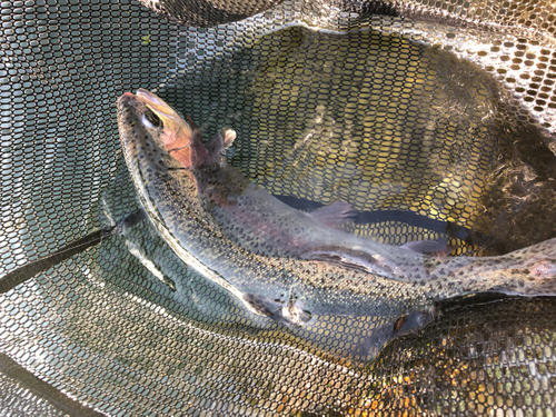 ニジマスの釣果