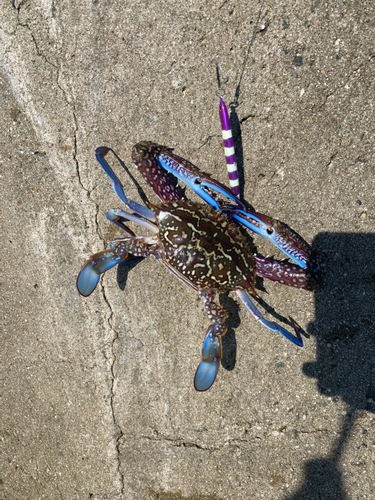 タイワンガザミの釣果