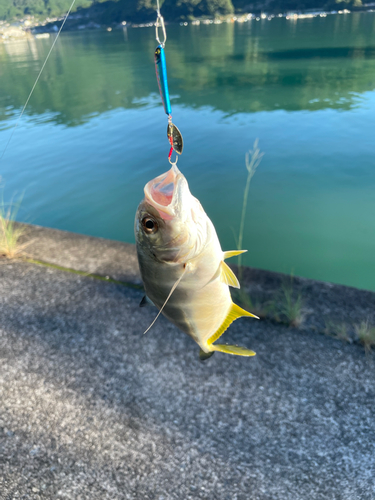 メッキの釣果