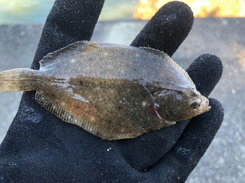 カレイの釣果