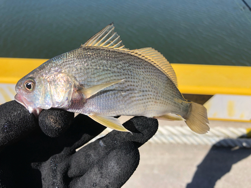 イシモチの釣果