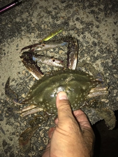 ワタリガニの釣果