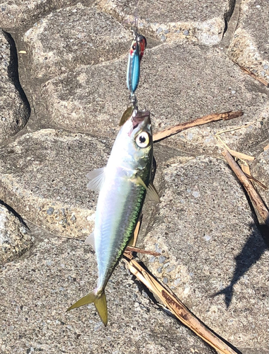 サバの釣果