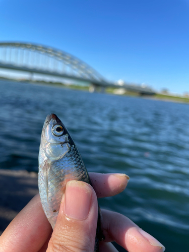 オイカワの釣果