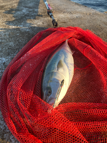 イナダの釣果