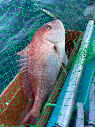 マダイの釣果