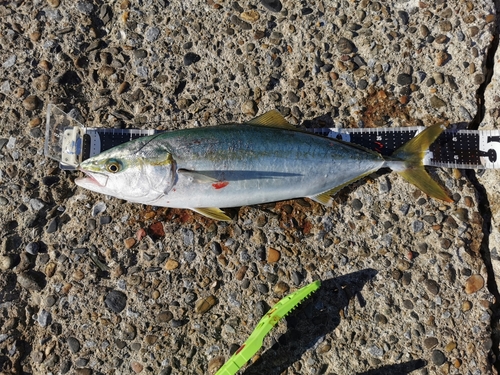 イナダの釣果