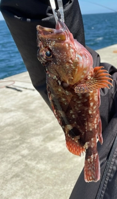 カサゴの釣果