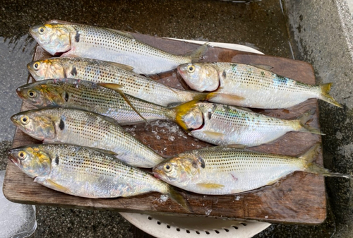 コノシロの釣果