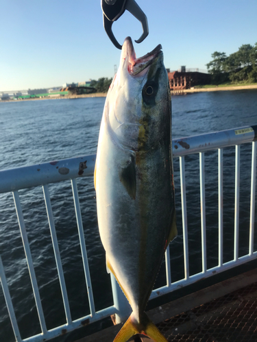 イナダの釣果