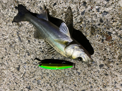 シーバスの釣果