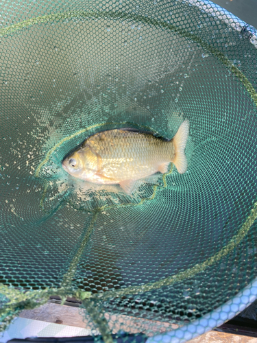 ヘラブナの釣果