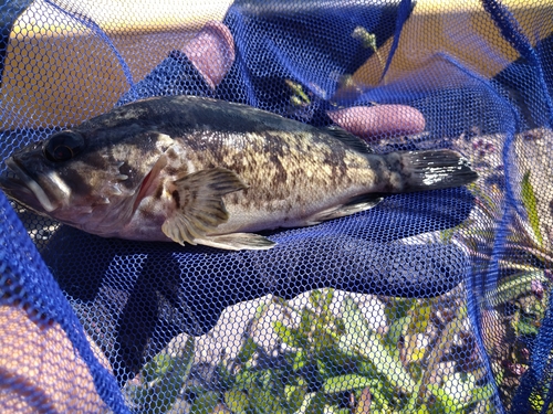 クロソイの釣果