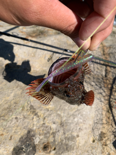 カサゴの釣果