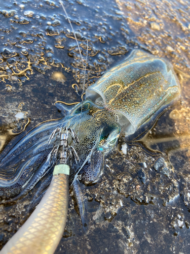 アオリイカの釣果