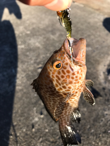 オオモンハタの釣果