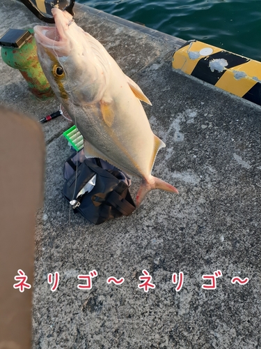 ネリゴの釣果