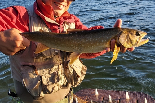 アメマスの釣果