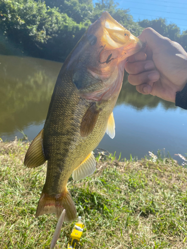 釣果