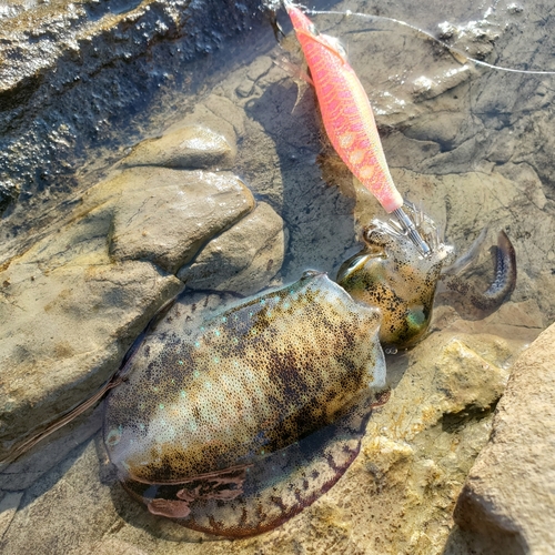 アオリイカの釣果