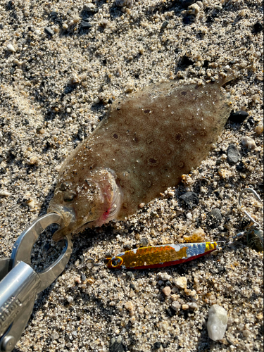 ソゲの釣果