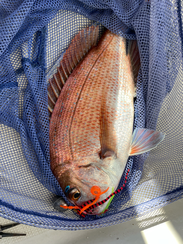 マダイの釣果