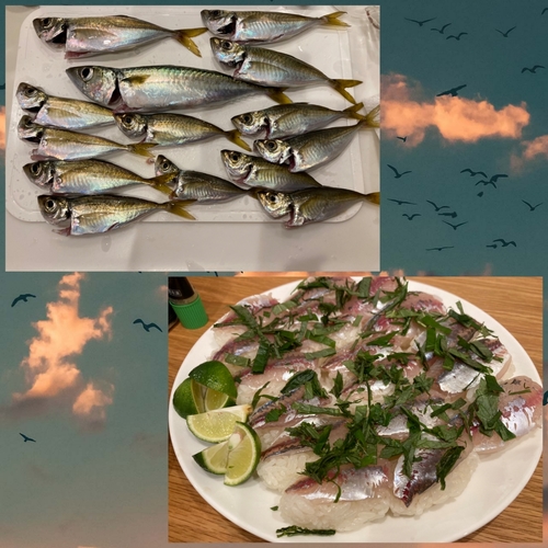 アジの釣果