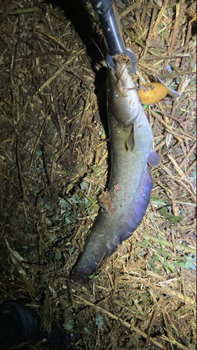 マナマズの釣果