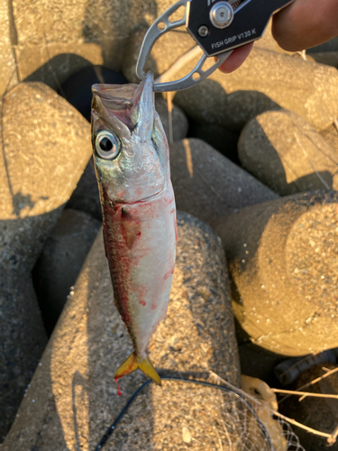 サバの釣果