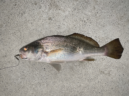 イシモチの釣果