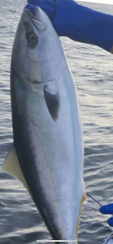 淡路島で釣れたブリの釣り・釣果情報 - アングラーズ | 釣果400万件の