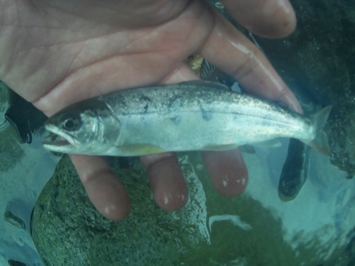 ヤマメの釣果