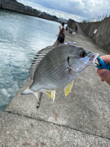 キビレの釣果