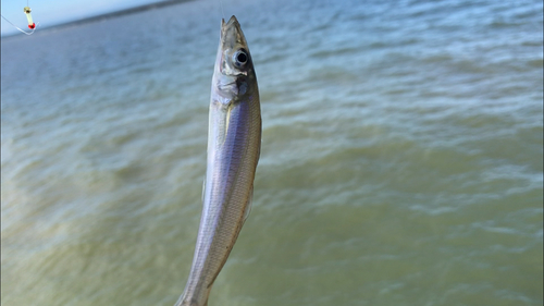 シロギスの釣果