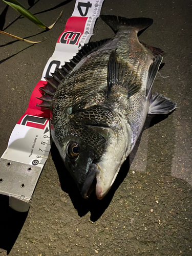 チヌの釣果