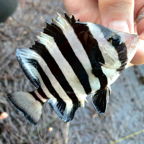 イシダイの釣果