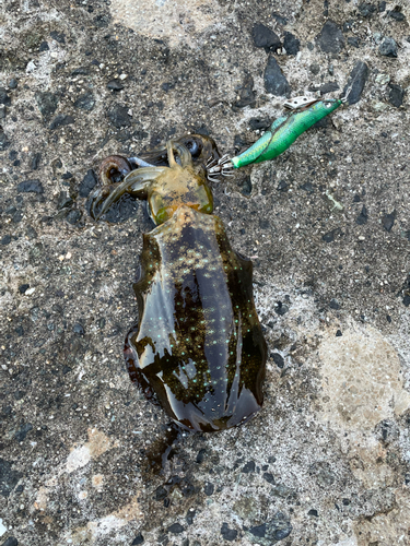 アオリイカの釣果