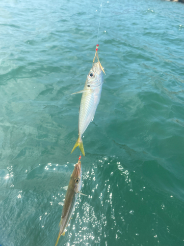 カマスの釣果