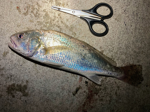 イシモチの釣果