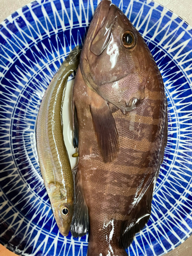 マハタモドキの釣果