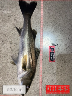 シーバスの釣果