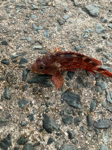 アラカブの釣果