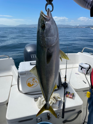 ブリの釣果