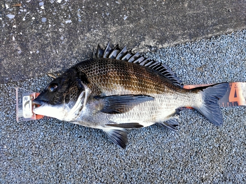 クロダイの釣果