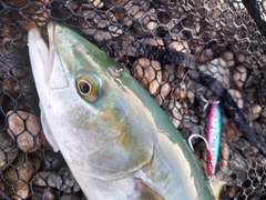 ツバイソの釣果