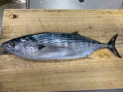 ハガツオの釣果