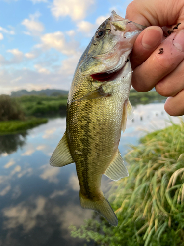 ラージマウスバスの釣果